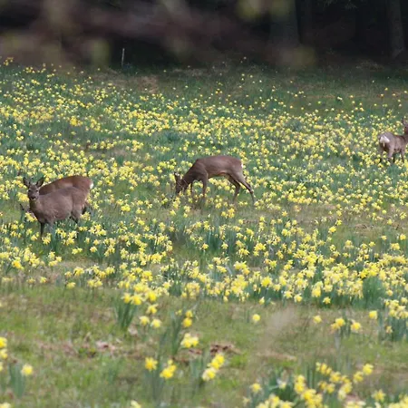 Les Hauts Du Gerardmer