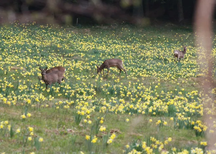 Les Hauts Du Gérardmer